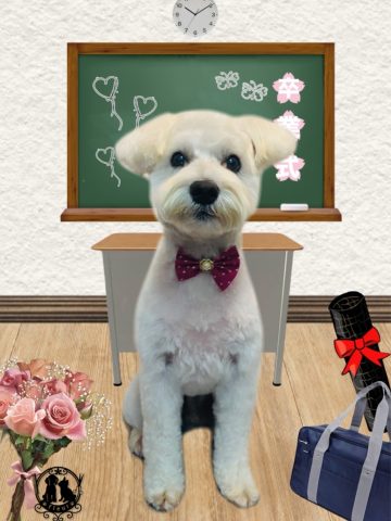 ミニチュアシュナウザー