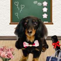 ミニチュアダックス