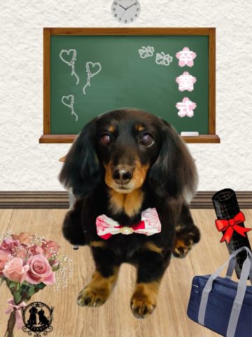 ミニチュアダックス