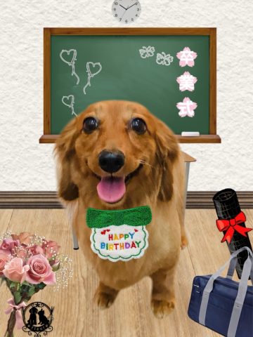 ミニチュアダックス