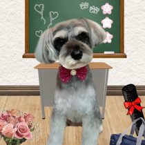 ミニチュアシュナウザー