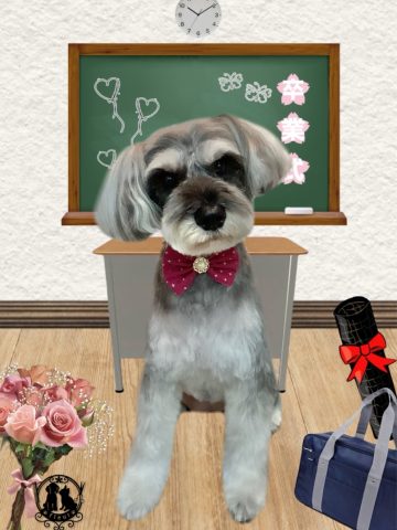 ミニチュアシュナウザー