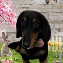 ミニチュアダックス