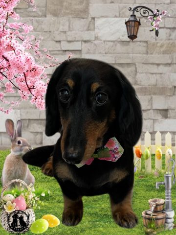 ミニチュアダックス