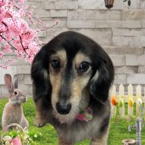 ミニチュアダックス