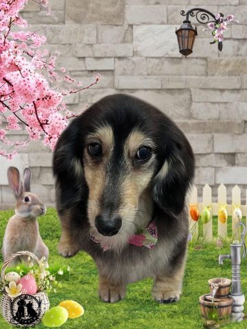 ミニチュアダックス