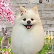 ポメラニアン