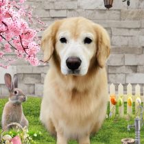 ゴールデンレトリバー