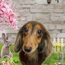 ミニチュアダックス