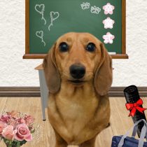 ミニチュアダックス