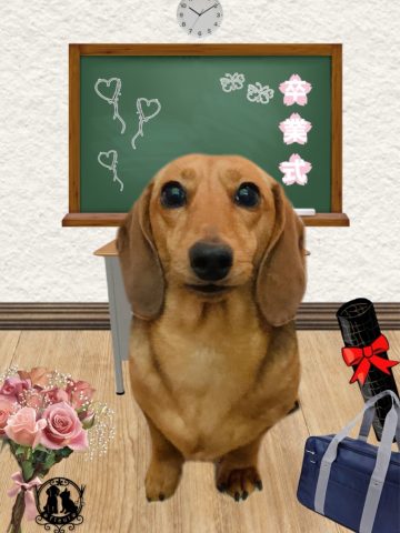 ミニチュアダックス