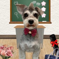 ミニチュアシュナウザー