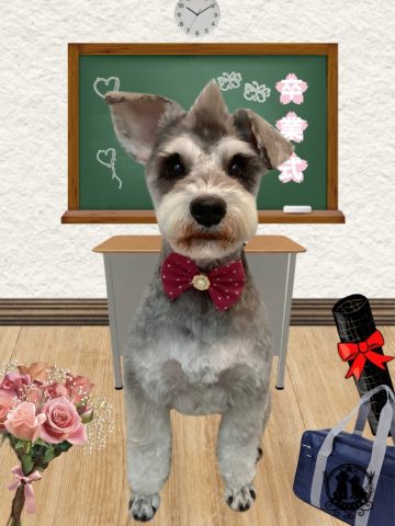 ミニチュアシュナウザー