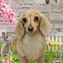 ミニチュアダックス