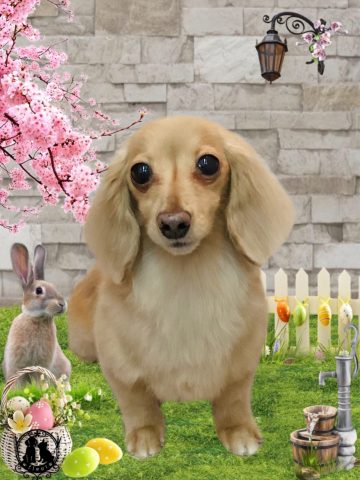 ミニチュアダックス