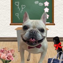 フレンチブルドッグ