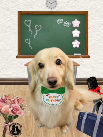 ミニチュアダックス