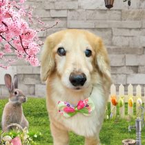 ミニチュアダックス