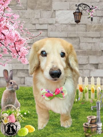 ミニチュアダックス