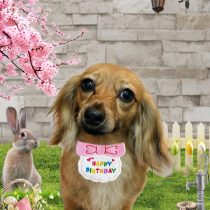 ミニチュアダックス