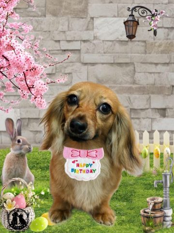 ミニチュアダックス