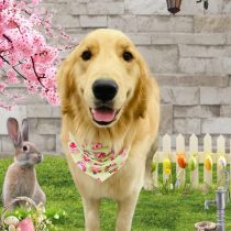 ゴールデンレトリバー