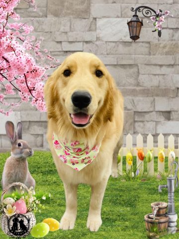 ゴールデンレトリバー