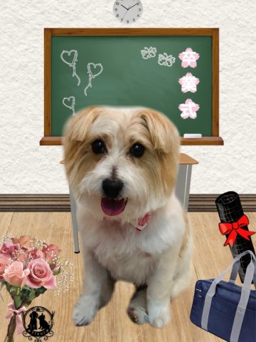 ジャックラッセルテリア