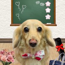 ミニチュアダックス