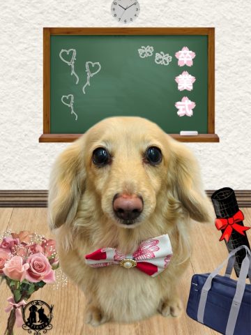 ミニチュアダックス