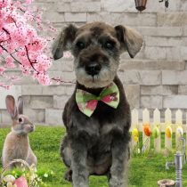 ミニチュアシュナウザー