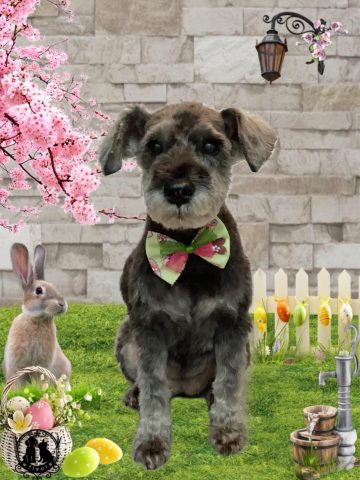 ミニチュアシュナウザー