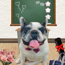 フレンチブルドッグ