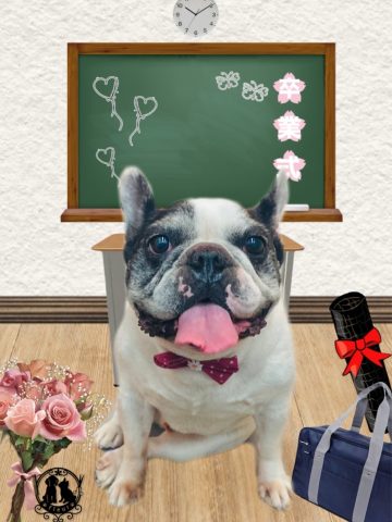 フレンチブルドッグ