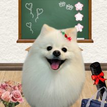 ポメラニアン