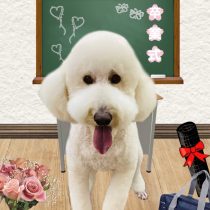 スタンダードプードル