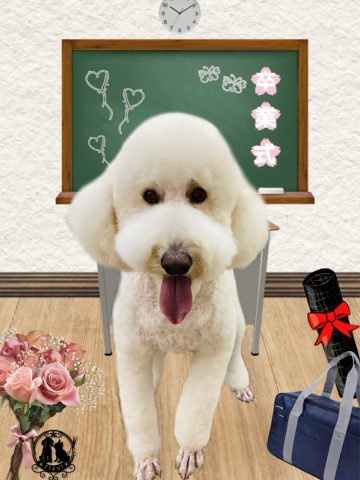 スタンダードプードル