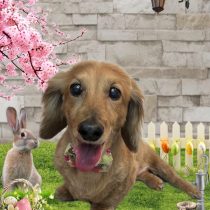 ミニチュアダックス