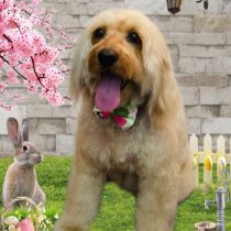 オーストラリアンラブラドゥードル