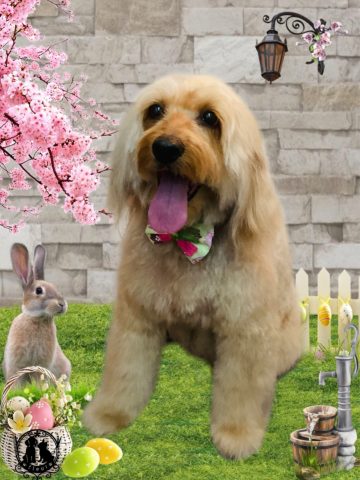 オーストラリアンラブラドゥードル