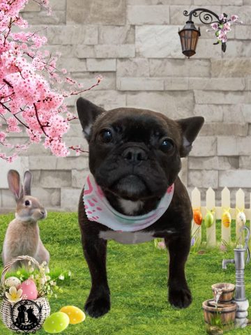 フレンチブルドッグ