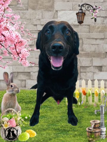 ラブラドールレトリバー