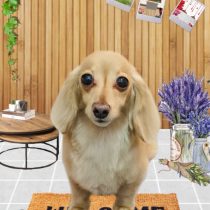 ミニチュアダックス