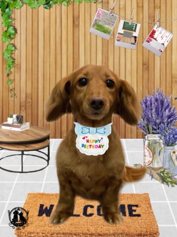 ミニチュアダックス