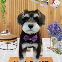 ミニチュアシュナウザー