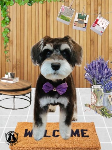 ミニチュアシュナウザー