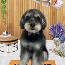 ミニチュアシュナウザー