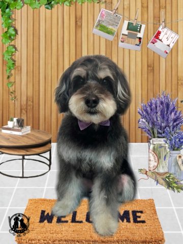 ミニチュアシュナウザー