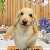 ミニチュアダックス