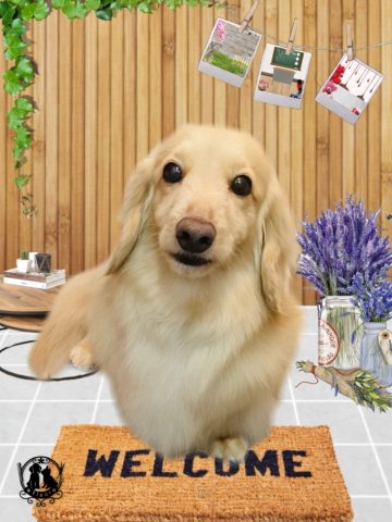 ミニチュアダックス